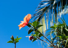 Orange Hibiscus Flower With Palm Leaves And Tropical Blue Sky