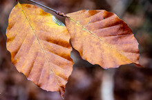 Close-up Of Two Beech Leaves In Autumn. High Quality Photo