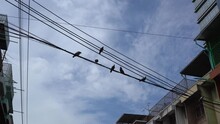 Pigeons Standing On Overhead Cables