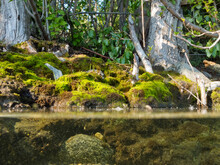 Riparian Habitat Ecosystem Of Forest Lake Shore