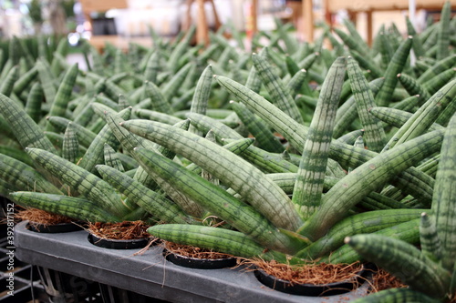 Cuadros en Lienzo Dracaena angolensis in pot on black nursery plate