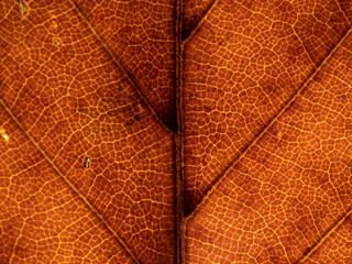 Wall Mural - Macro of Autumn leaf with lots of details