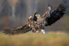 White Tailed Eagles Fighting In The Air