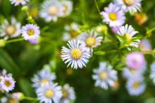 Eastern Daisy Fleabane Flower, Erigeron Annuus With Morning Dew And Frost