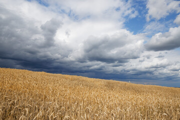 golden grain field ripe for harvesting under stormy sky