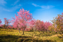 Wild Himalayan Cherry In Sunshine Day On Top Of Mountain