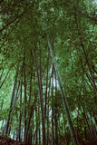 Fototapeta Dziecięca - bamboo canes in the forest
