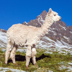 Poster - llama or lama on pastureland