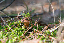 Bay Bolete Mushroom In Forest. (Imleria Badia)