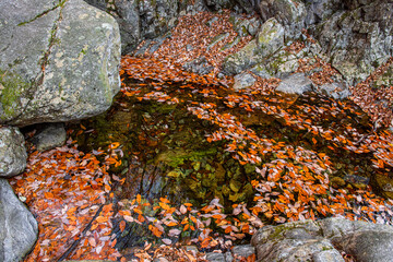 Wall Mural - The beautiful autumn coloe of mountain stream.