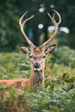 Fototapeta Boho - photography of a free deer