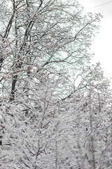 Wall Mural - snow covered trees in winter