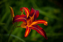 Deep Orange Color Flower Against Blurred Green Background.Tiger Lily Flower In A Garden. Selective Focus On A Eye-catched Flower Bed.
