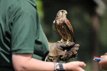 kestrel during falconry training