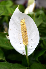 Wall Mural - white spadix flower in bloom