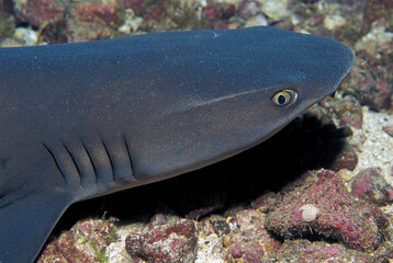 Wall Mural - Portrait of a whitetip shark (Triaenodon obesus) resting in the sea floor