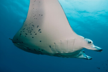 Wall Mural - Manta ray swimming in the blue