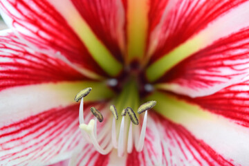 Wall Mural - detail pink lily or lilium flower in full bloom.