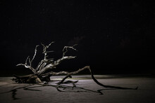 Dead Trees On The Beach Using Dramatic Lighting At Night