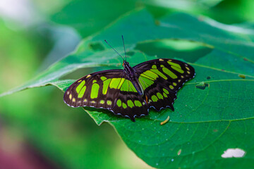 Wall Mural - Butterfly of Costa Rica