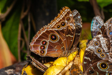 Wall Mural - Butterfly of Costa Rica