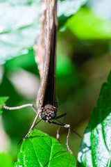 Wall Mural - Butterfly of Costa Rica