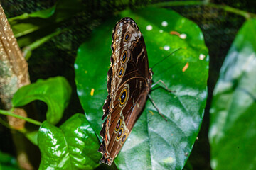 Wall Mural - Butterfly of Costa Rica