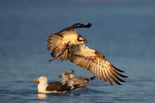 Osprey Bird Catch Fish In A Lake
