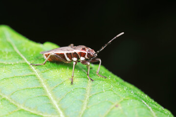 Sticker - Stink bug on green leaves, North China