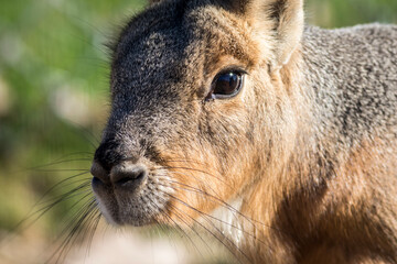 patagonian cavy (dolichotis patagonum) closeup portrait