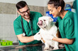 © zorandim75 - Veterinarian and dog at veterinary clinic.