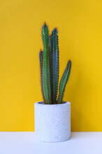 Tall Cactus In Concrete Pot On Yellow Background