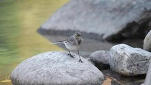 Wagtail On A Stone In A Lake With An Insect In Its Beak