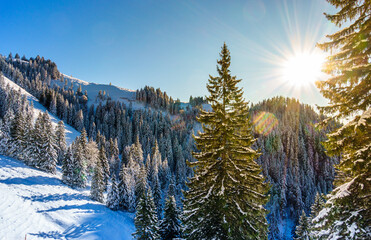 Canvas Print - forest in winter - bavarian alps