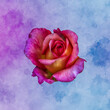 surrealistic rose macro of a single isolated veined violet pink yellow blossom in vintage painting style on watercolored blue violet background