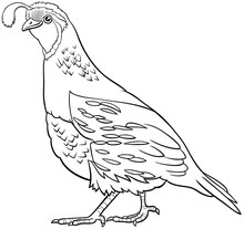 Cartoon Quail Bird Comic Animal Character Coloring Book Page