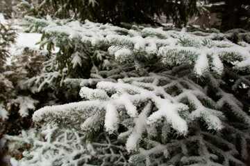 On a white background of the sky on the fir branches there is snow for the new year.