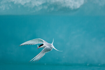 Wall Mural - arctic terns, skaftafell national park, iceland