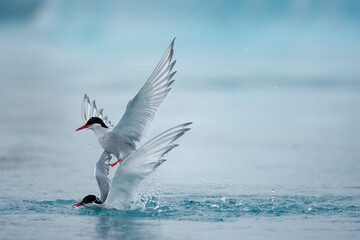 Wall Mural - arctic terns, skaftafell national park, iceland