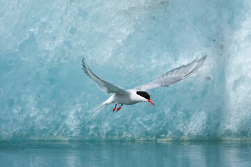 Wall Mural - arctic terns, skaftafell national park, iceland