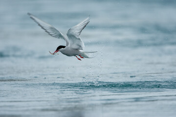 Wall Mural - arctic terns, skaftafell national park, iceland