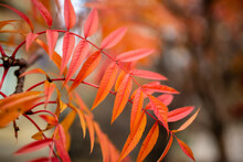Autumn Landscape Photography, Mountain Ash In Full Beauty, Illuminated By The Colors Of Autumn