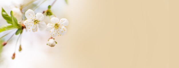 Wall Mural - Fresh tender springtime garden landscape background. Blossoming white petals yellow stamens fruit tree branch. Shallow depth of field. copy space