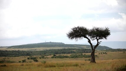 tree in open african plain, wide