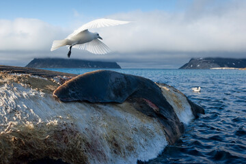 Wall Mural - Ivory Gull, Svalbard, Norway