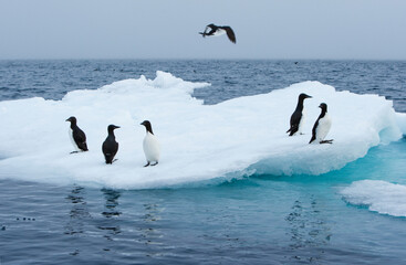 Wall Mural - Brünnich's Guillemots, Svalbard, Norway