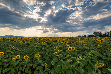 Canvas Print - Beautiful Sunflower field at sunset.