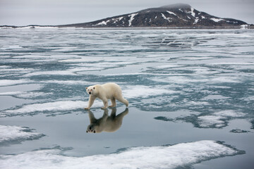 Wall Mural - polar bear on melting ice, svalbard, norway