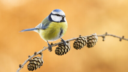 Wall Mural - Eurasian blue tit, cyanistes caeruleus, looking on twig in autumn nature. Little orange and blue bird resting on branch in fall. Colorful animal sitting on bough with cones.