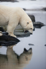Wall Mural - Polar Bear, Svalbard, Norway